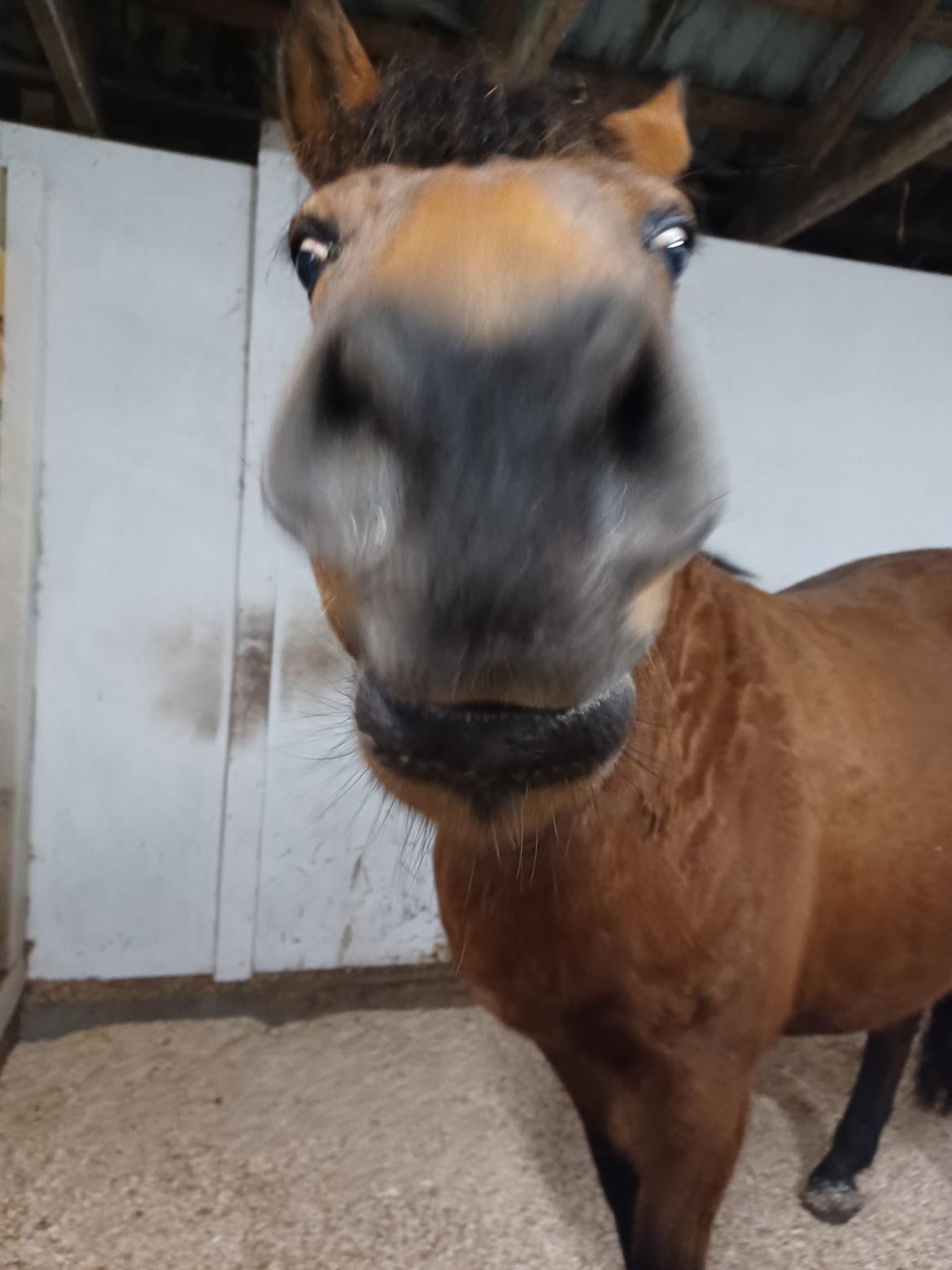 Anden særlig race Kallestrups inaya o'shar - hvad laver du billede 12