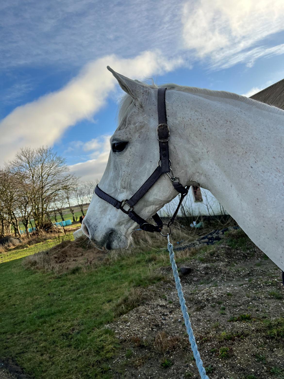Hollandsk Varmblod Ematerma billede 6