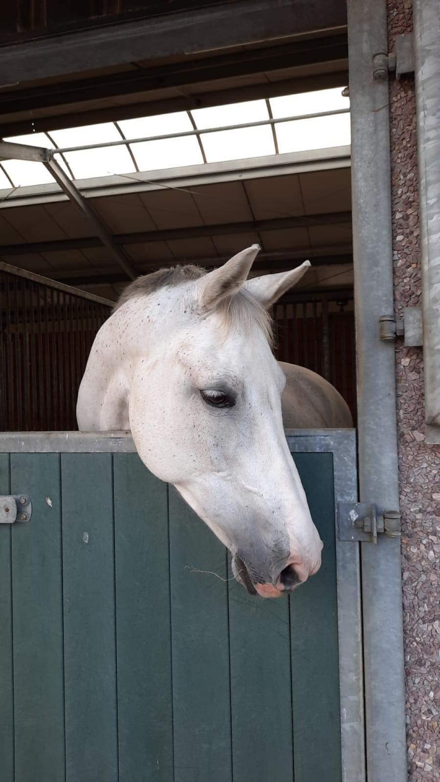 Hollandsk Varmblod Ematerma billede 11