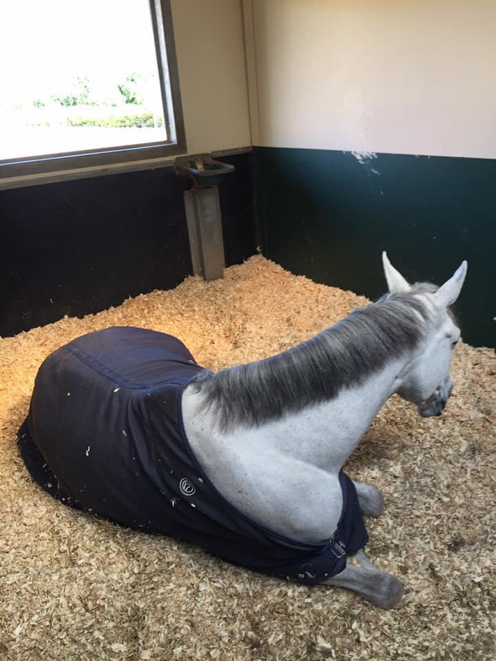 Hollandsk Varmblod Ematerma billede 9