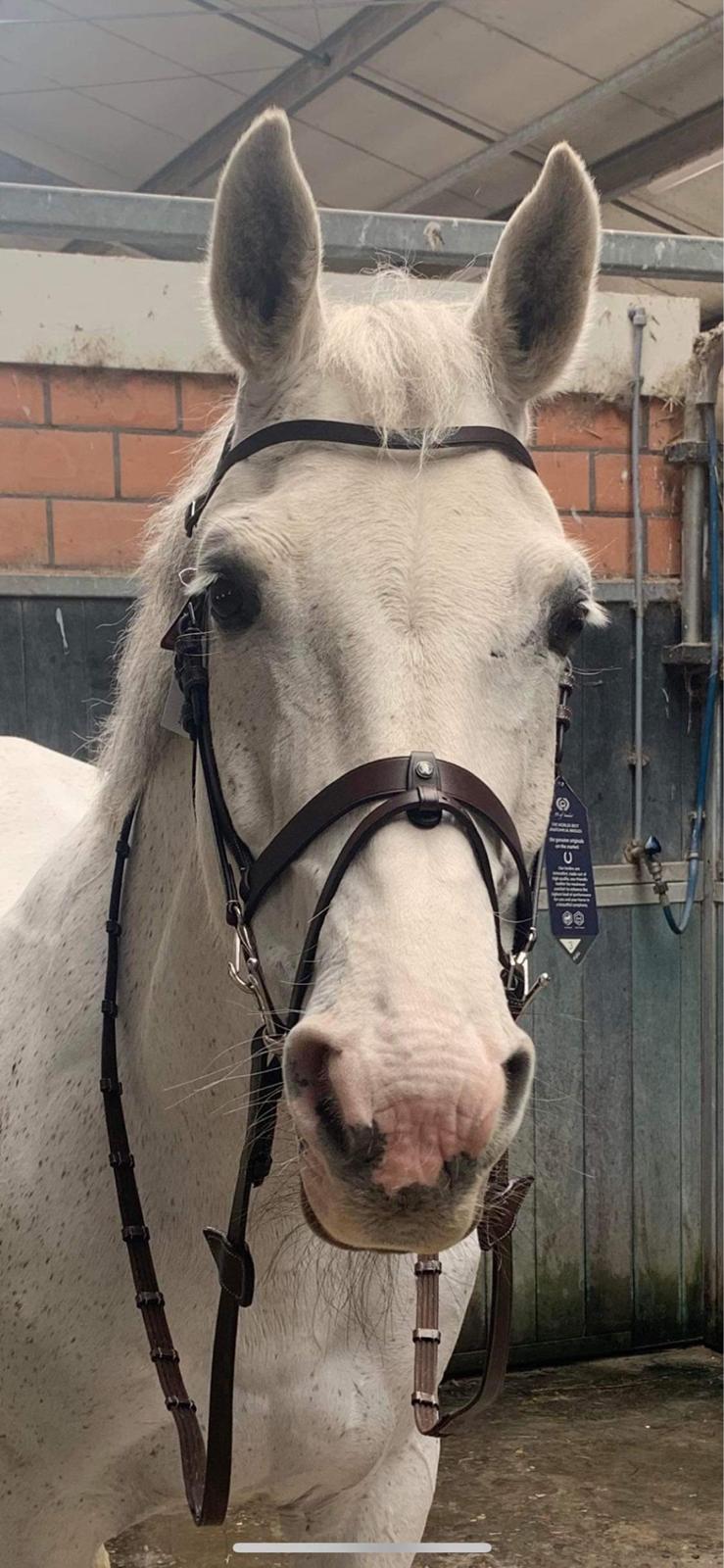 Hollandsk Varmblod Ematerma billede 12