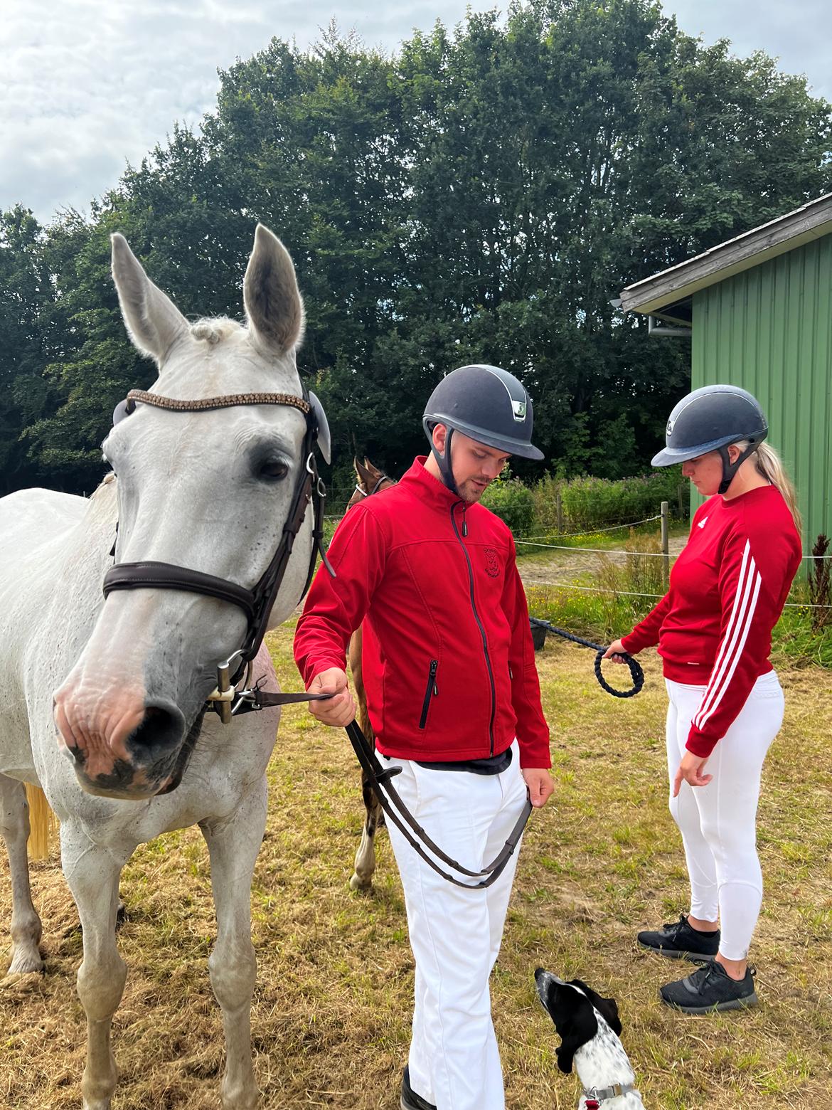 Hollandsk Varmblod Ematerma billede 7