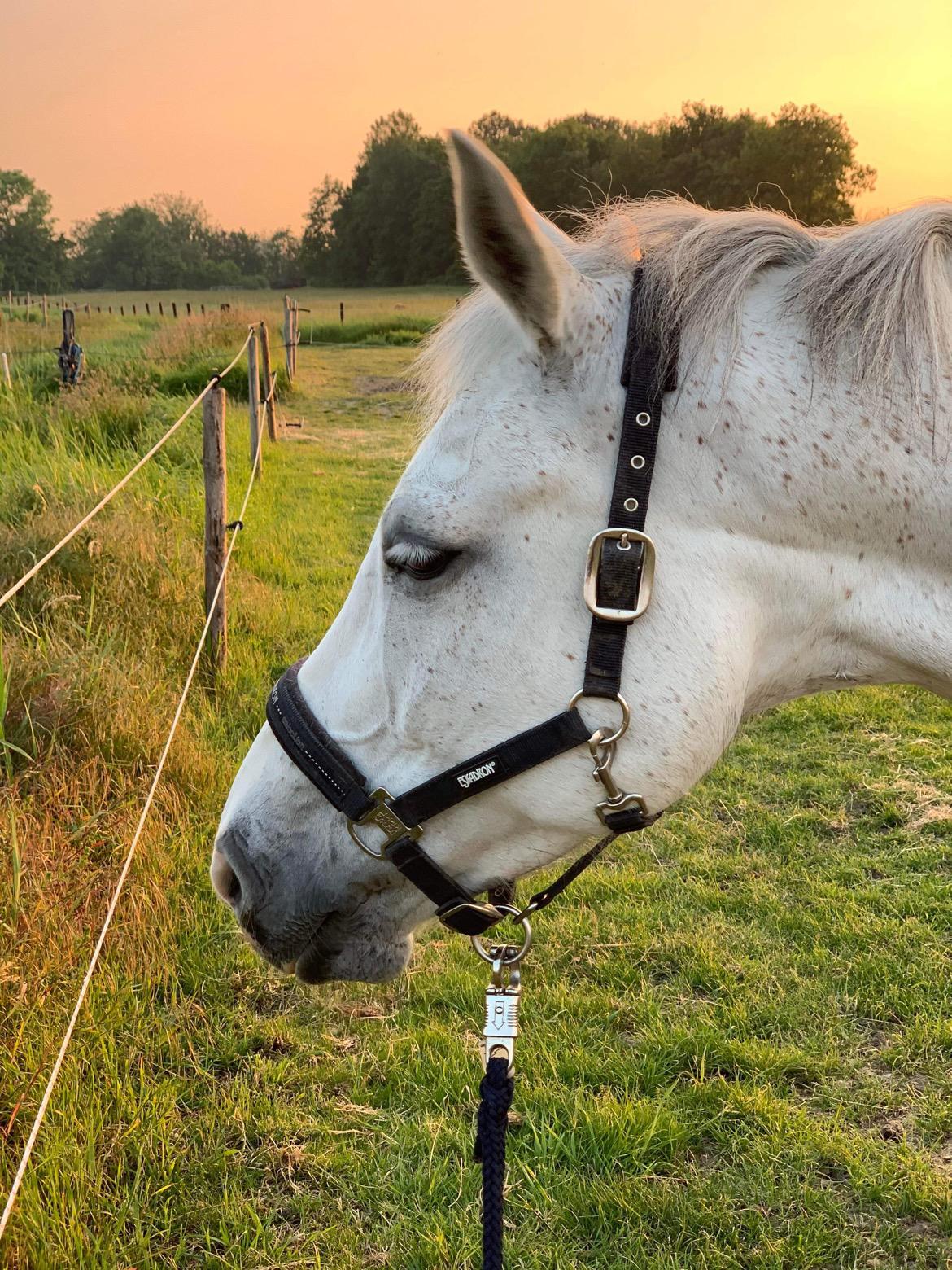 Hollandsk Varmblod Ematerma billede 13