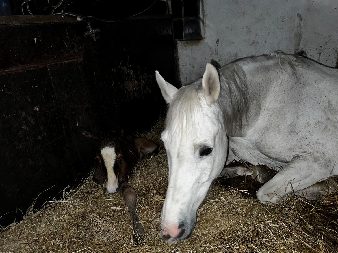 Hollandsk Varmblod Ematerma billede 10