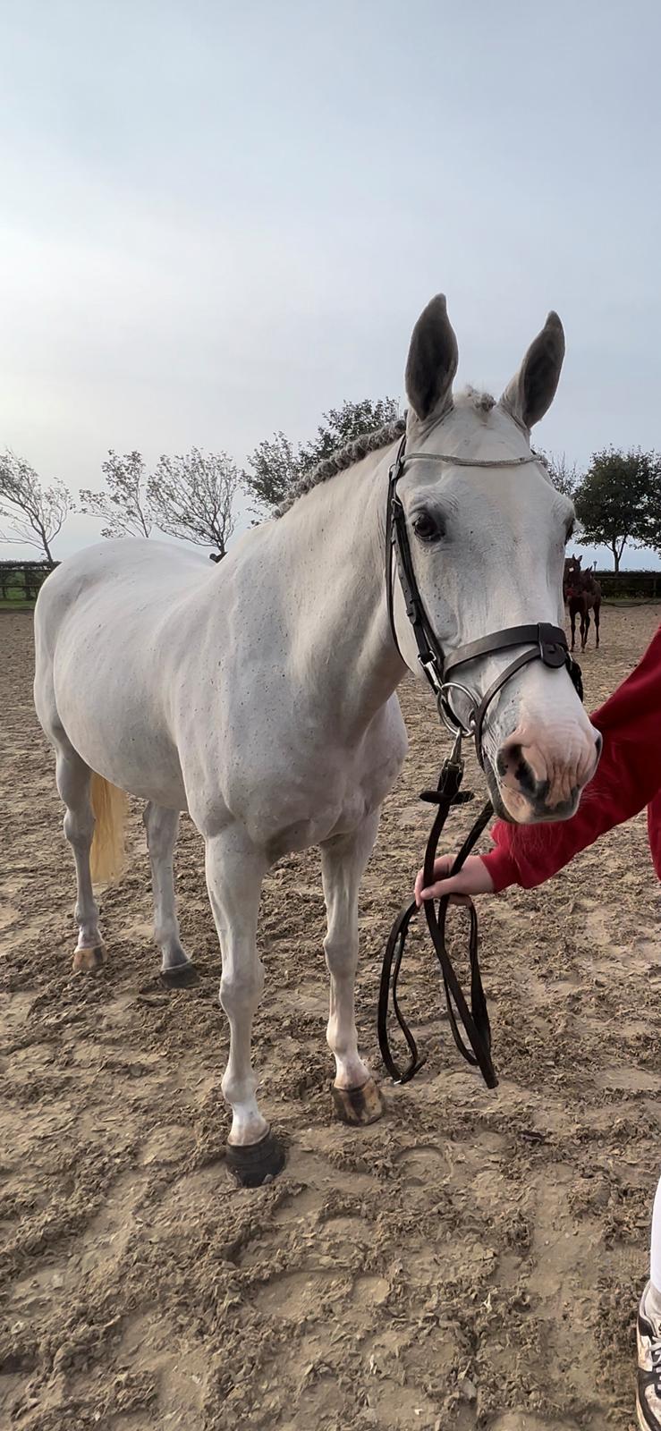 Hollandsk Varmblod Ematerma billede 14