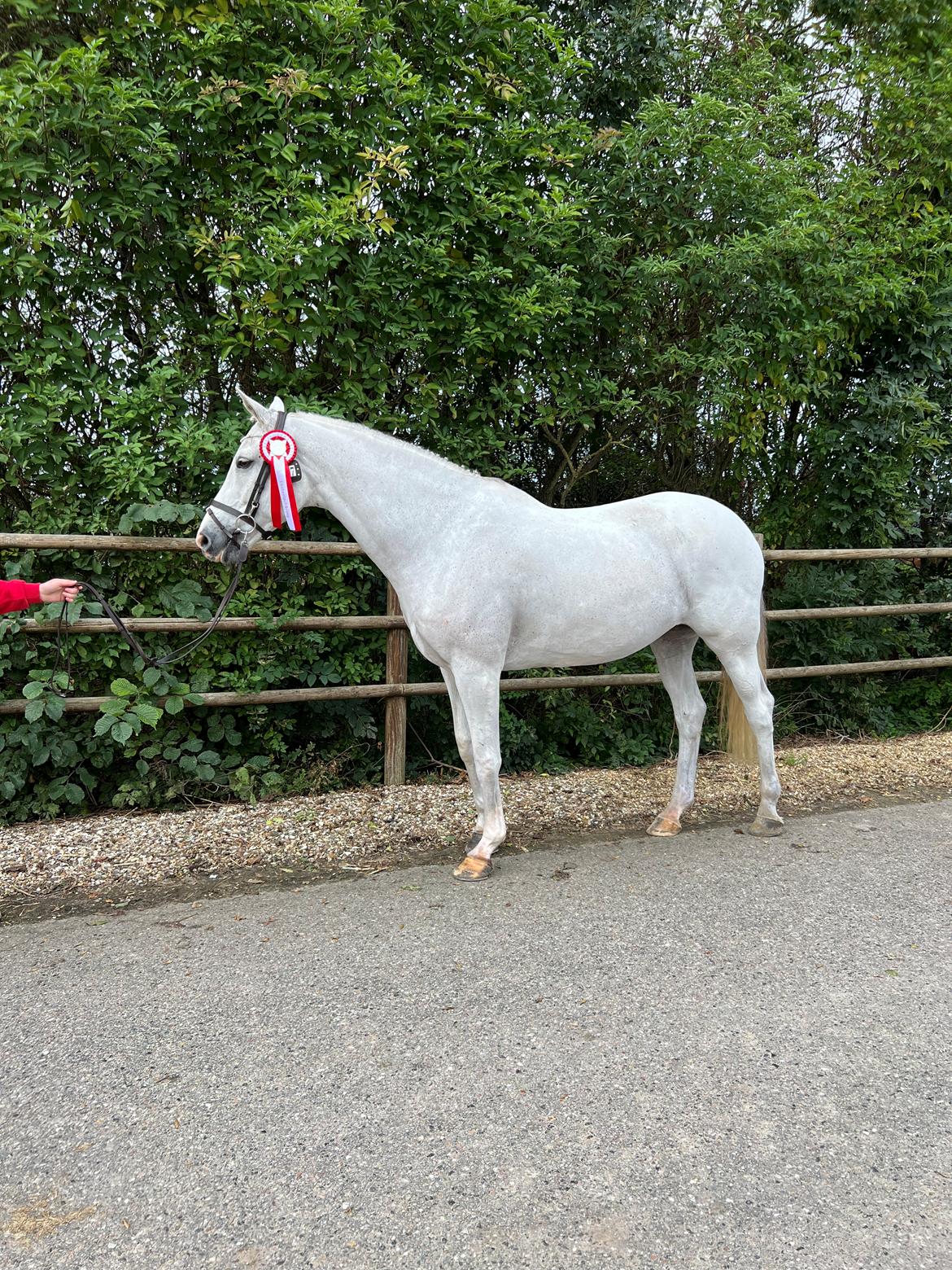 Hollandsk Varmblod Ematerma billede 15