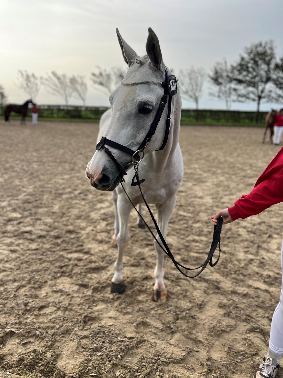 Hollandsk Varmblod Ematerma billede 16