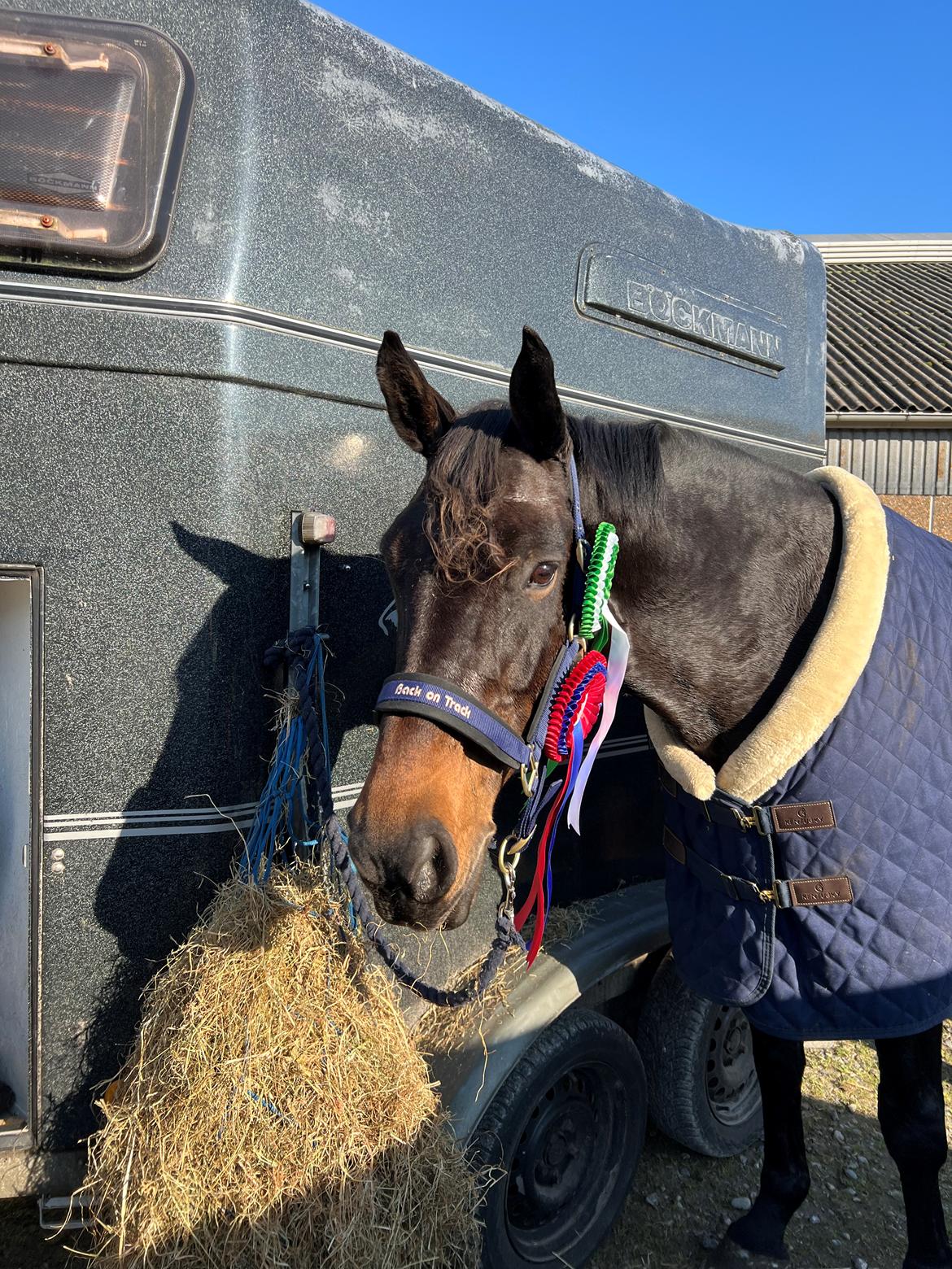 Holstener Catoona billede 10