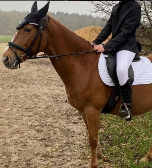 Dansk Varmblod  race ikke sikkert lukas billede 3