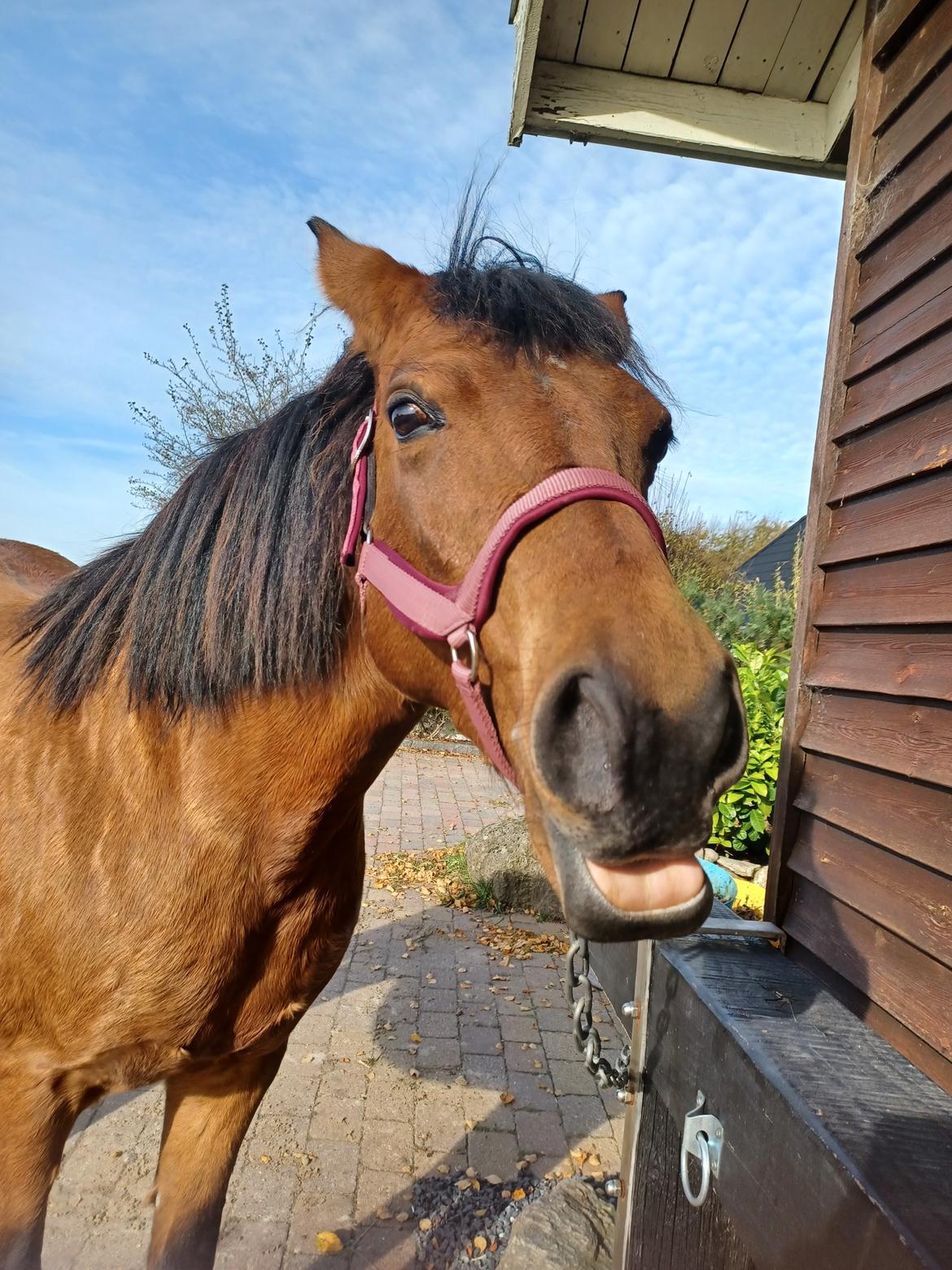 Anden særlig race Kallestrups inaya o'shar - Nam Nam billede 14