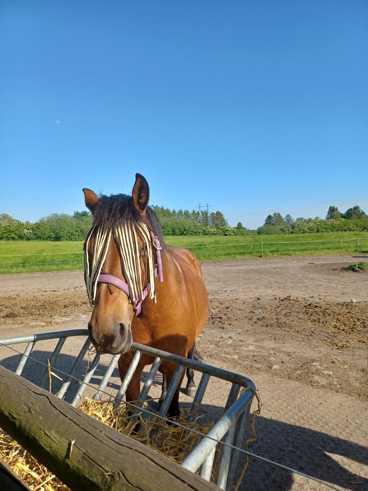 Anden særlig race Kallestrups inaya o'shar - Solen skinner  billede 15