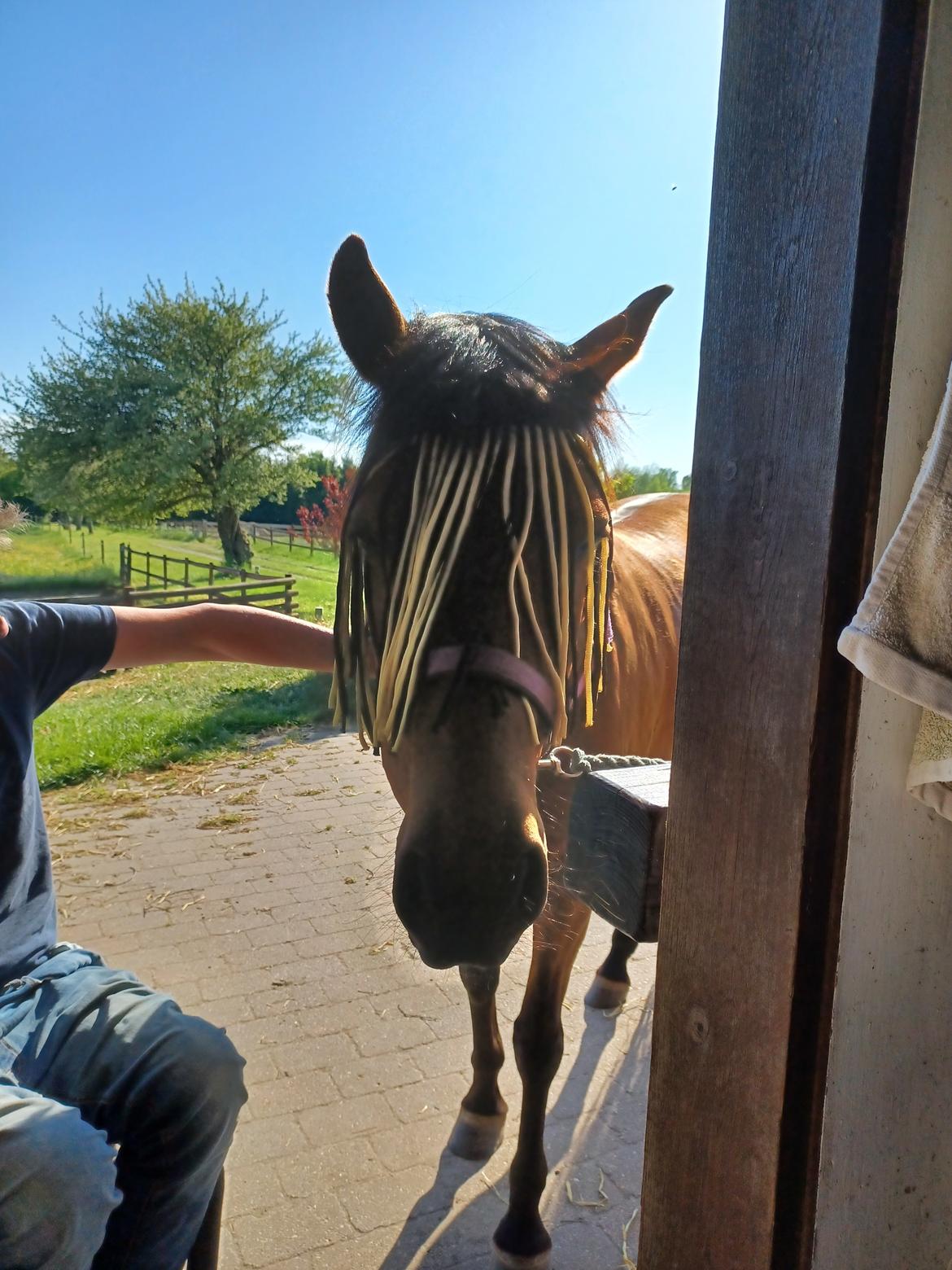 Anden særlig race Kallestrups inaya o'shar - er der noget mad herinde  billede 16