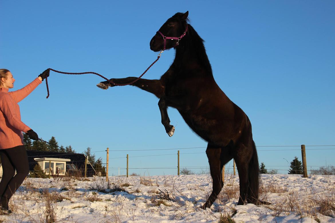 Pura Raza Española Joya MAR  billede 11