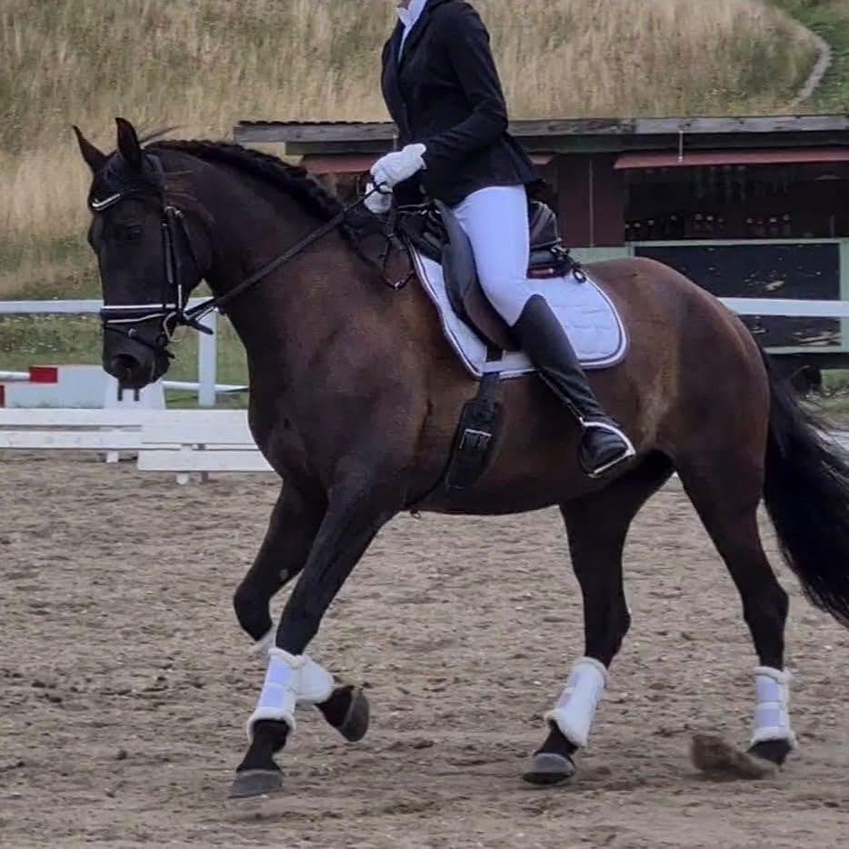 Pura Raza Española Joya MAR  billede 13