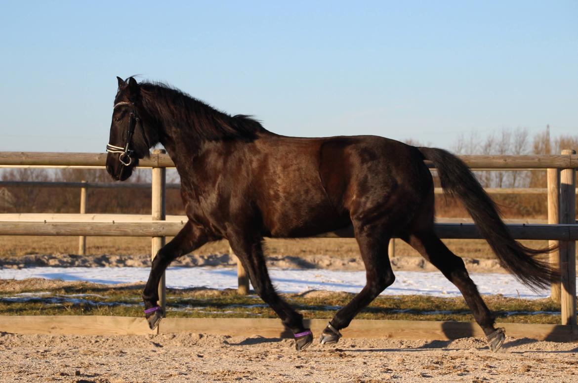 Pura Raza Española Joya MAR  billede 12