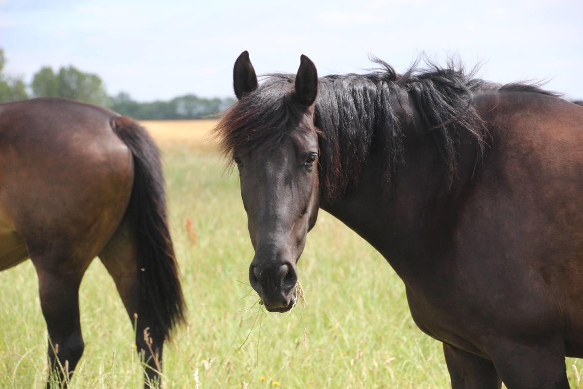 Pura Raza Española Joya MAR  billede 15