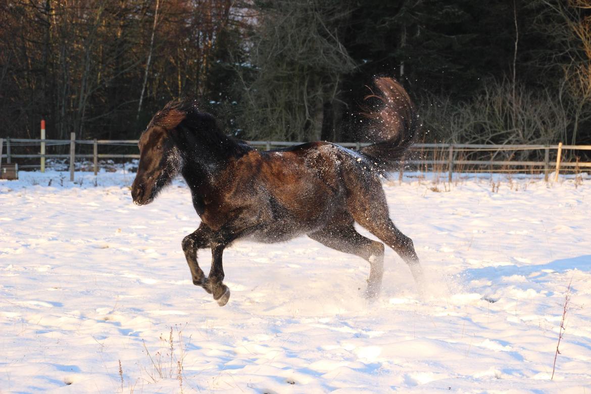 Pura Raza Española Joya MAR  billede 16