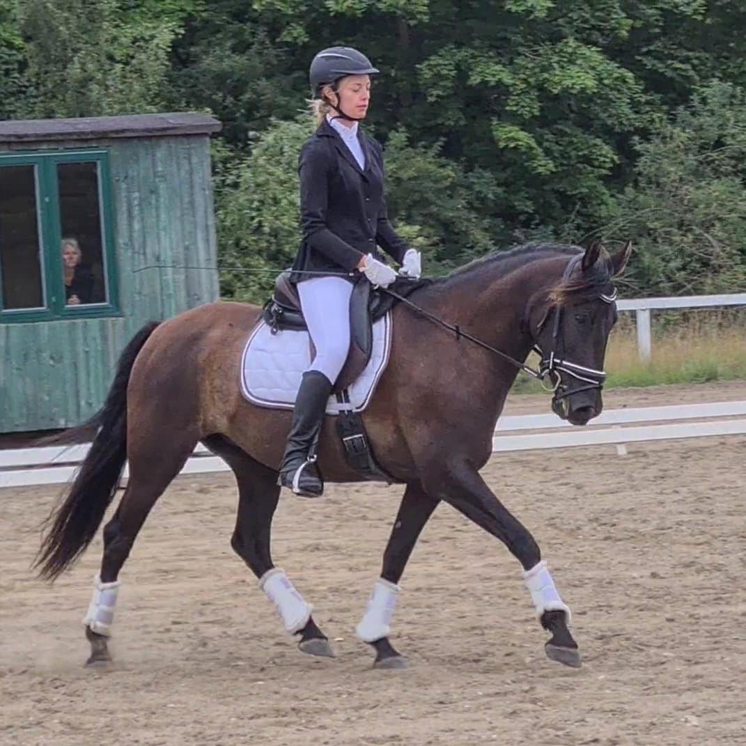 Pura Raza Española Joya MAR  billede 14