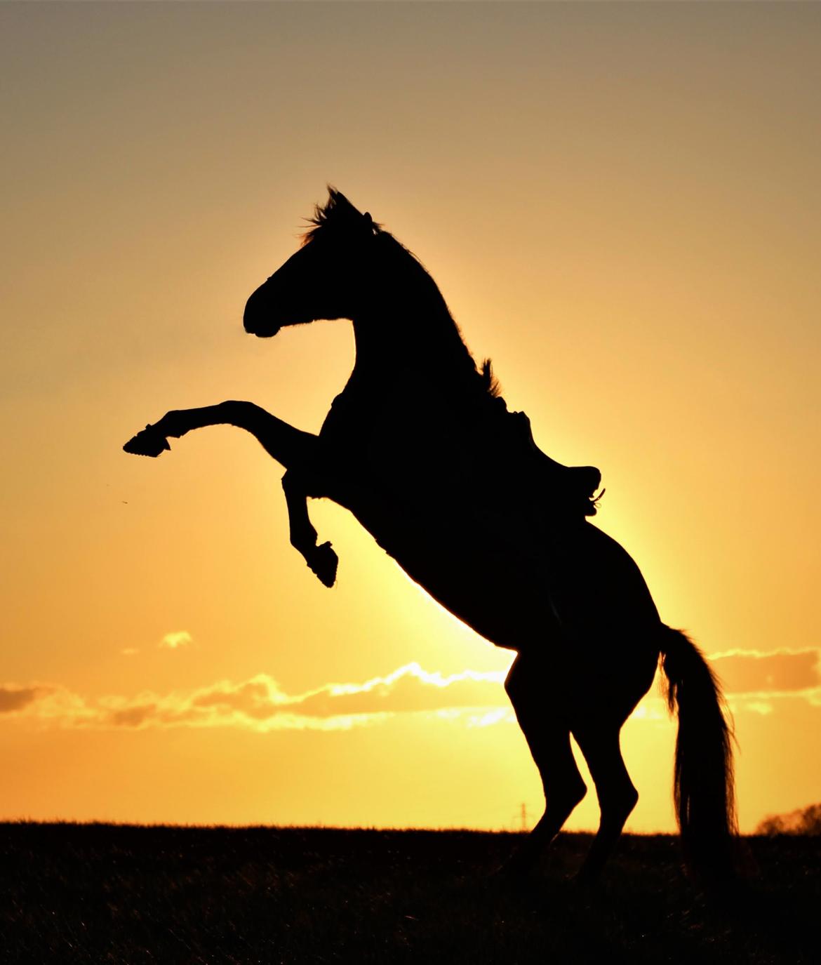 Pura Raza Española Joya MAR  billede 18