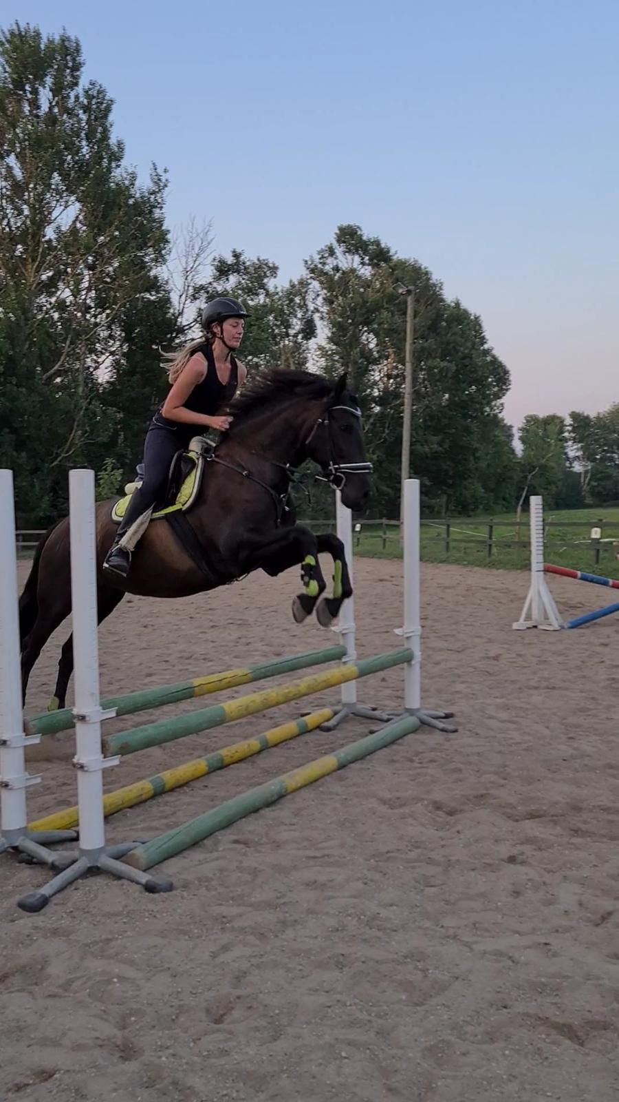 Pura Raza Española Joya MAR  billede 19