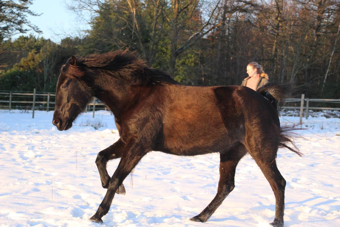 Pura Raza Española Joya MAR  billede 20