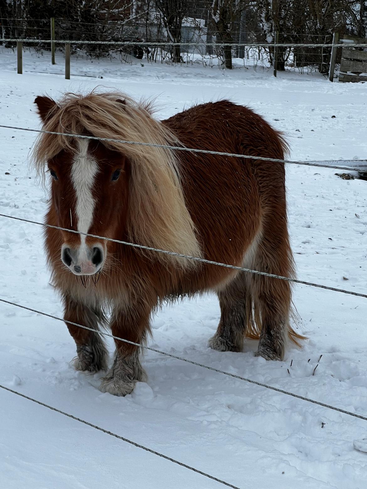 Shetlænder Hjorthøj Alli billede 1