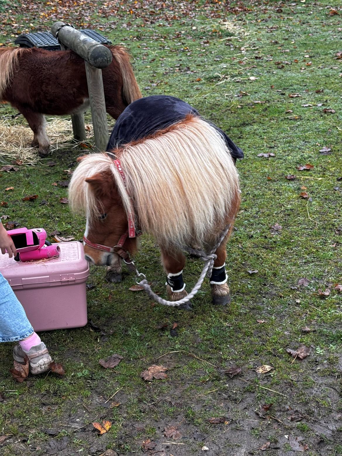 Shetlænder Hjorthøj Alli billede 3
