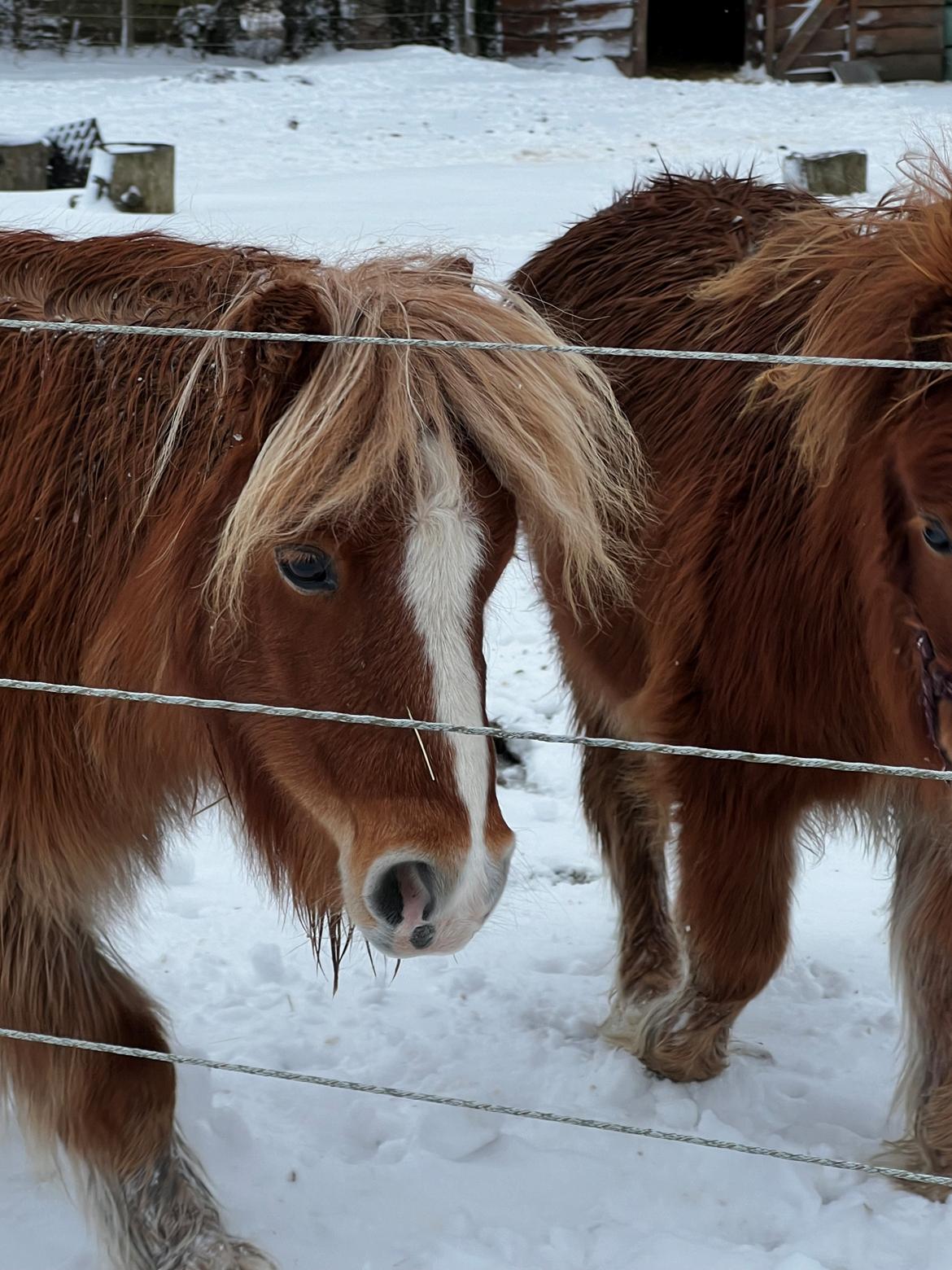 Shetlænder Hjorthøj Alli billede 4