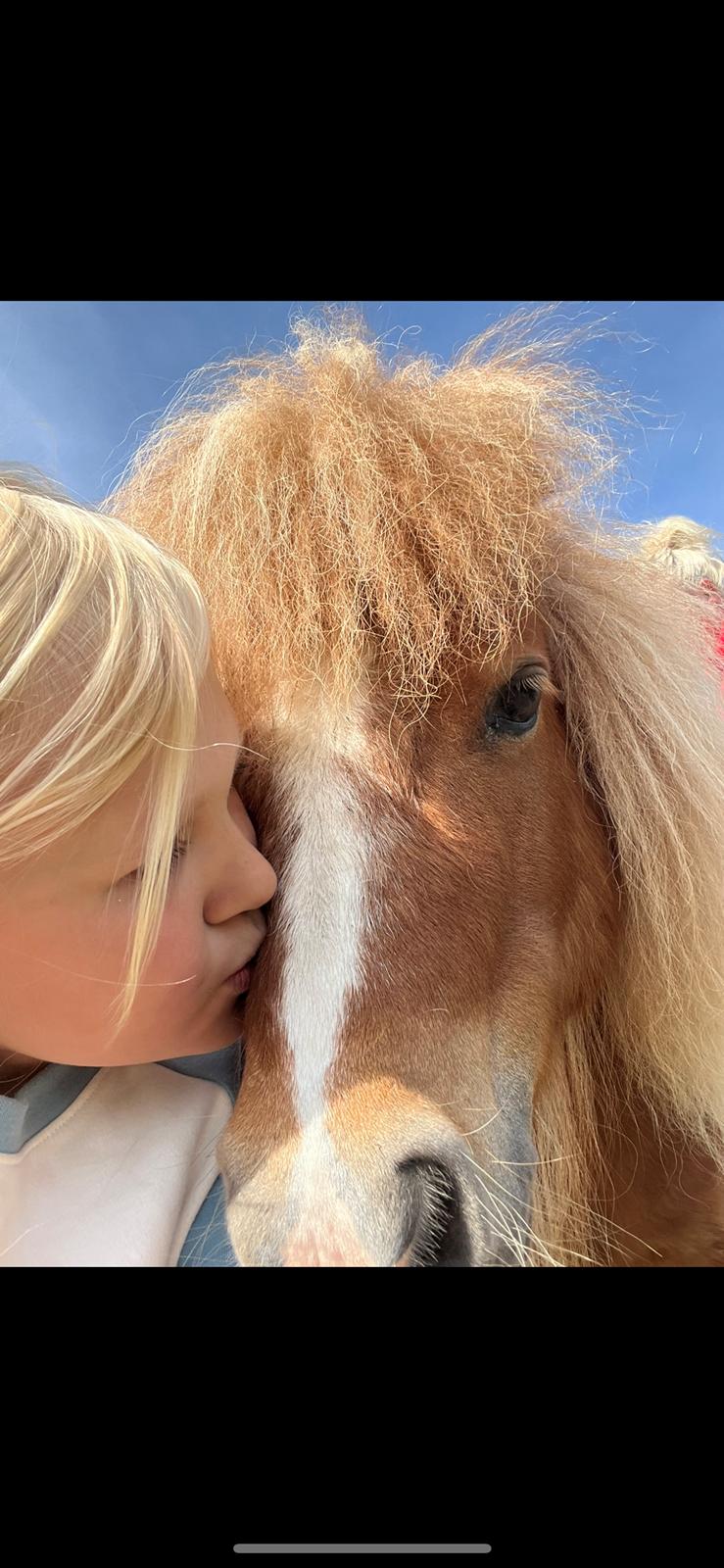 Shetlænder Hjorthøj Alli billede 5