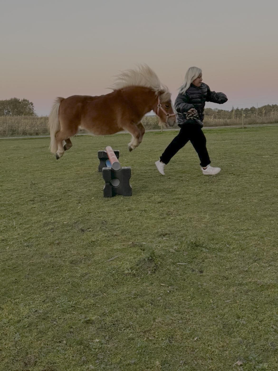 Shetlænder Hjorthøj Alli billede 2