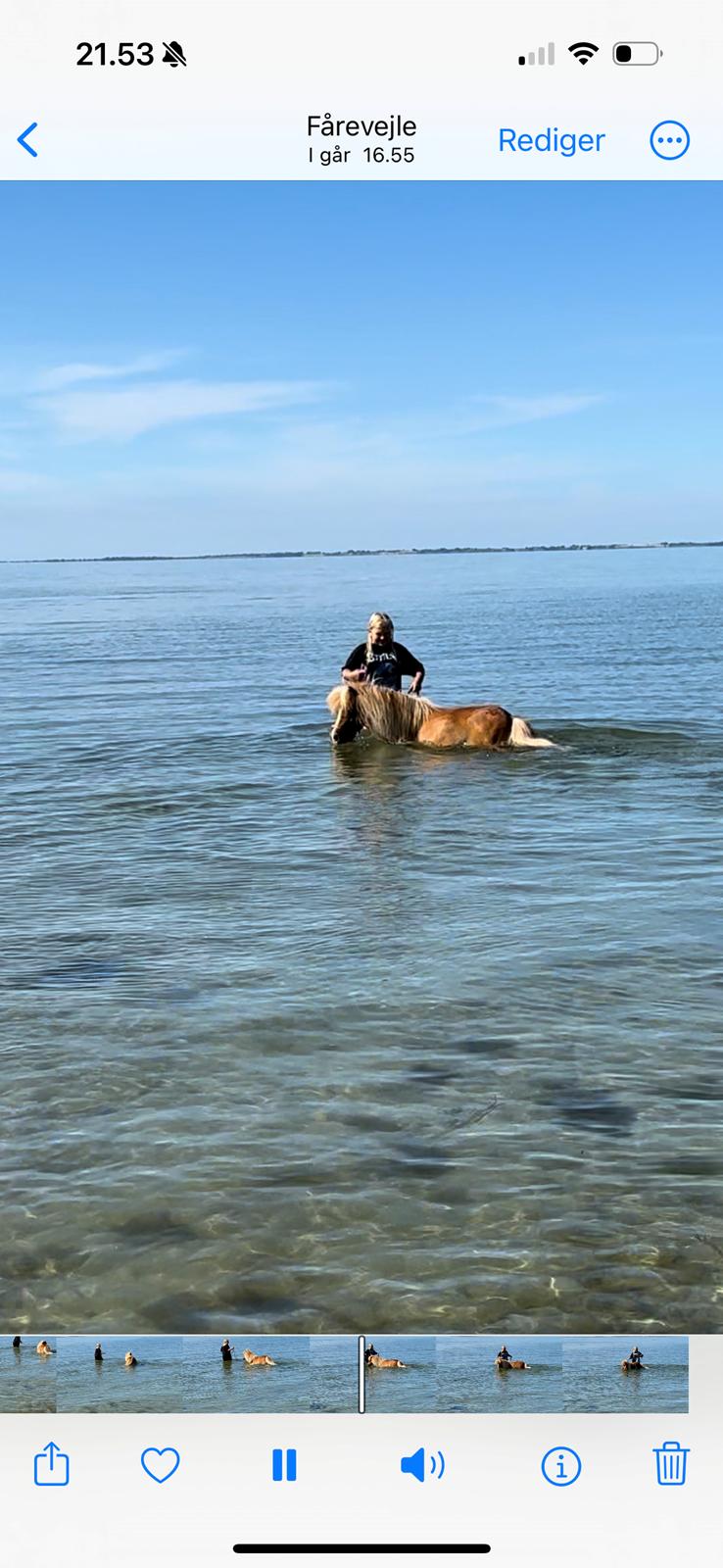 Shetlænder Hjorthøj Alli billede 6