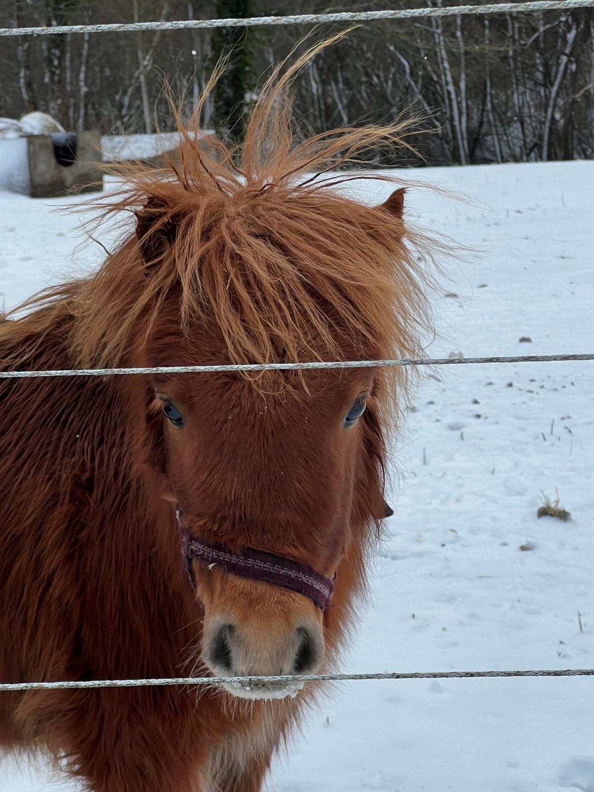 Shetlænder Pippi krusemynte rulgardenia billede 4