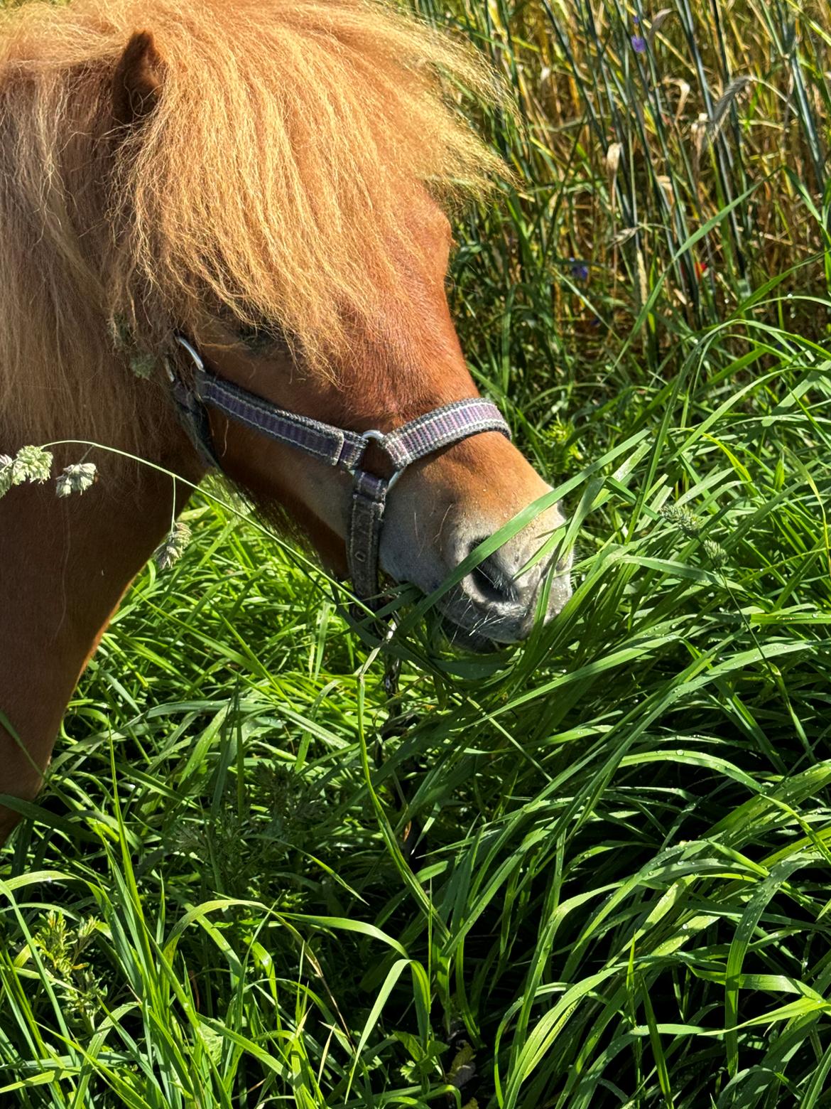 Shetlænder Pippi krusemynte rulgardenia billede 5