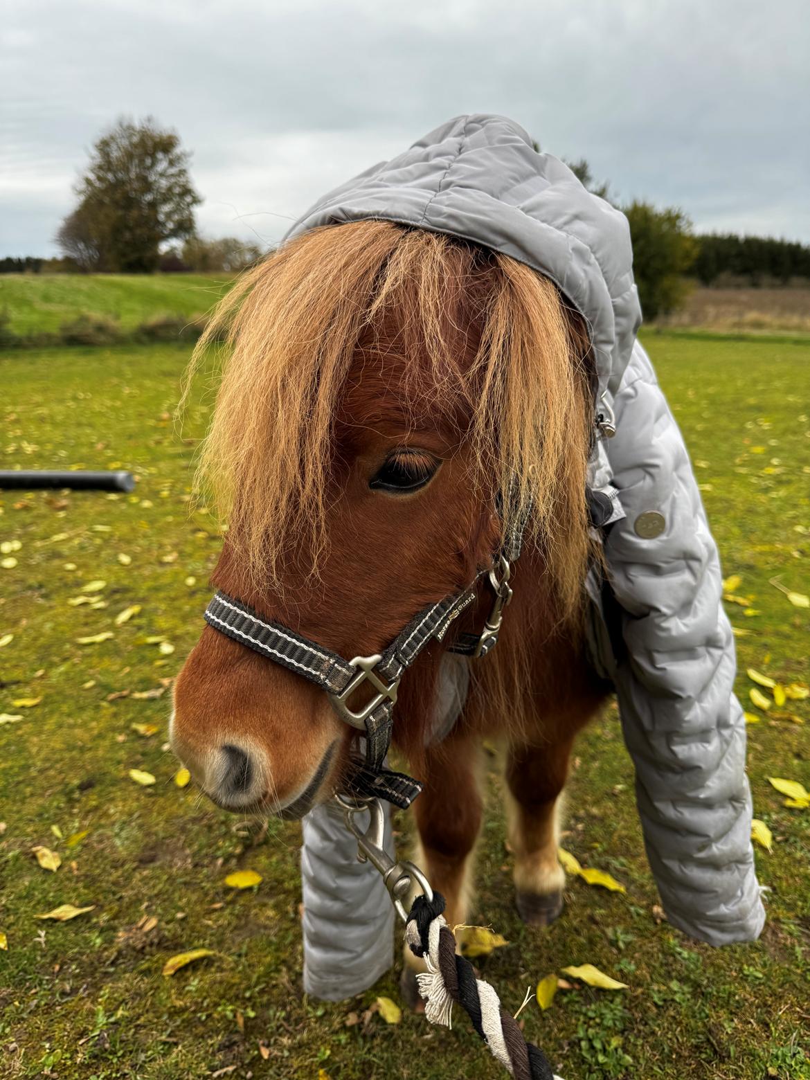 Shetlænder Pippi krusemynte rulgardenia billede 1