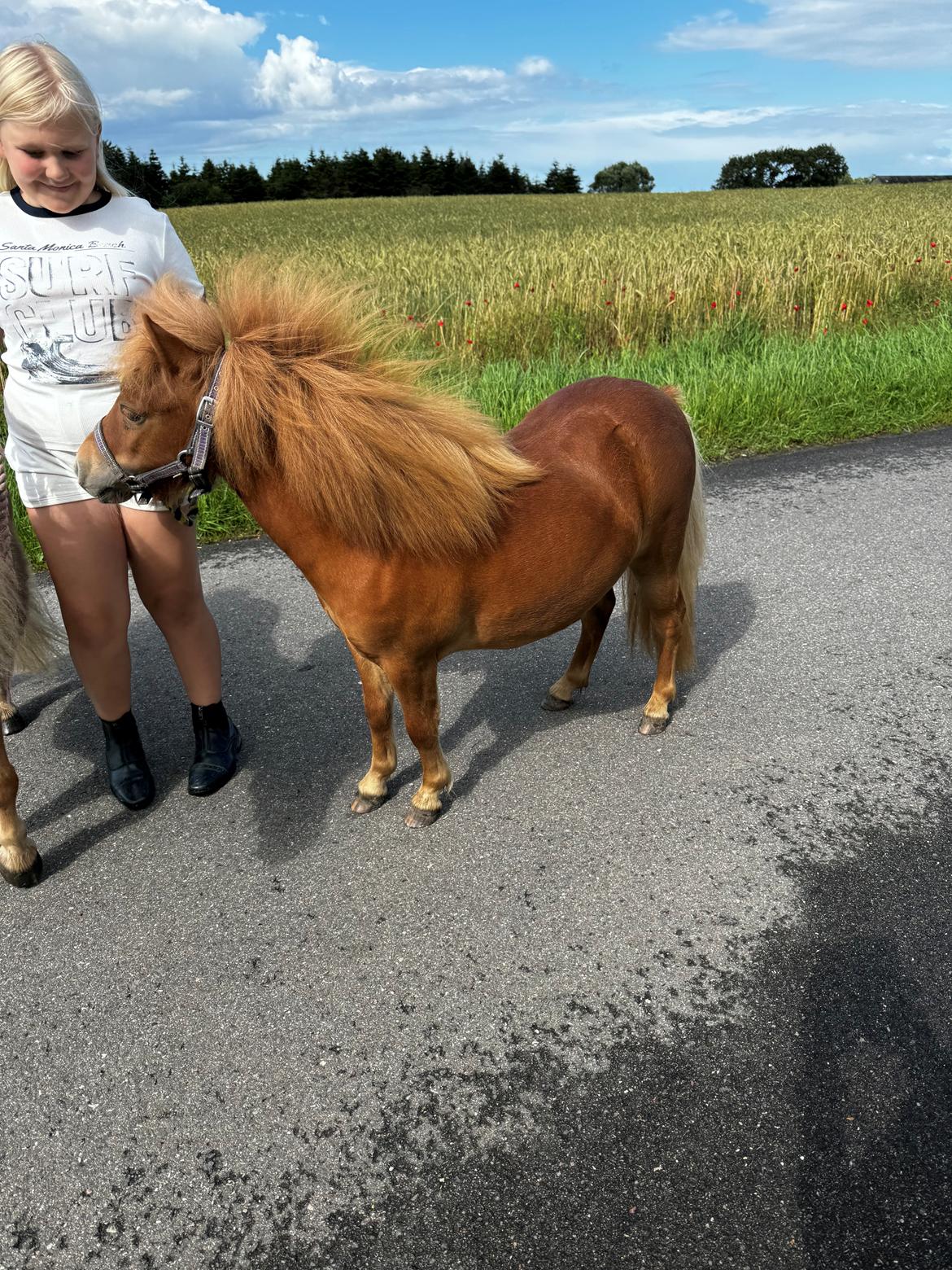 Shetlænder Pippi krusemynte rulgardenia billede 2