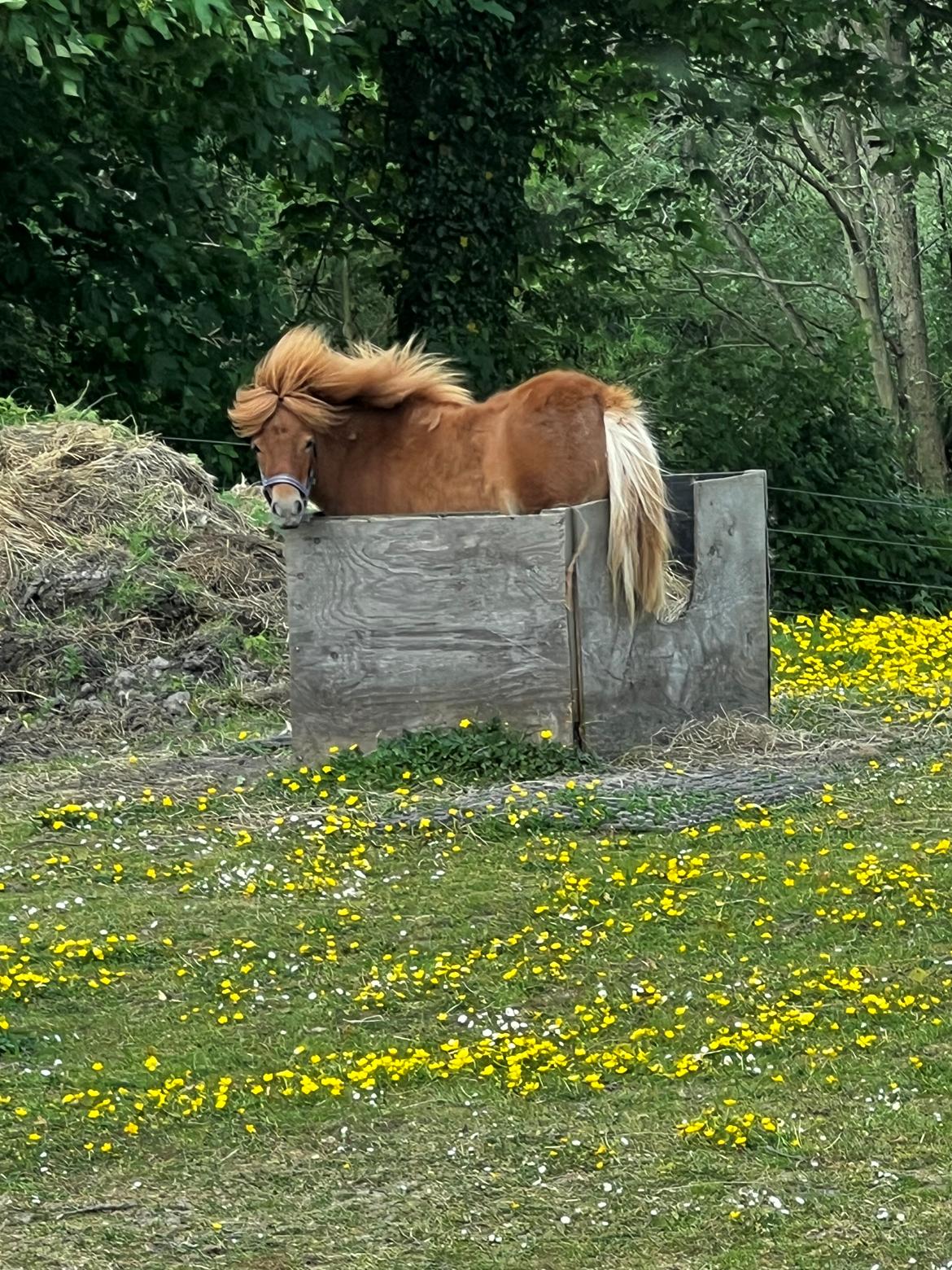 Shetlænder Pippi krusemynte rulgardenia billede 3