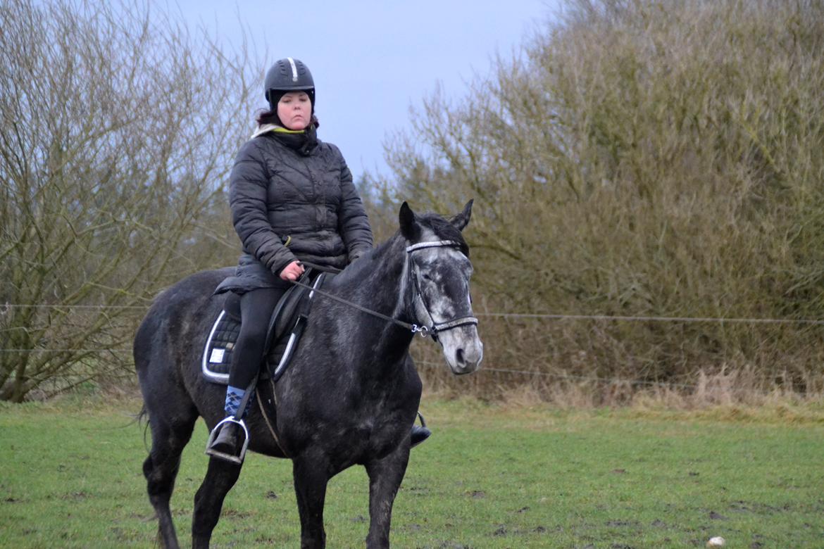 Hollandsk Varmblod Molle billede 1