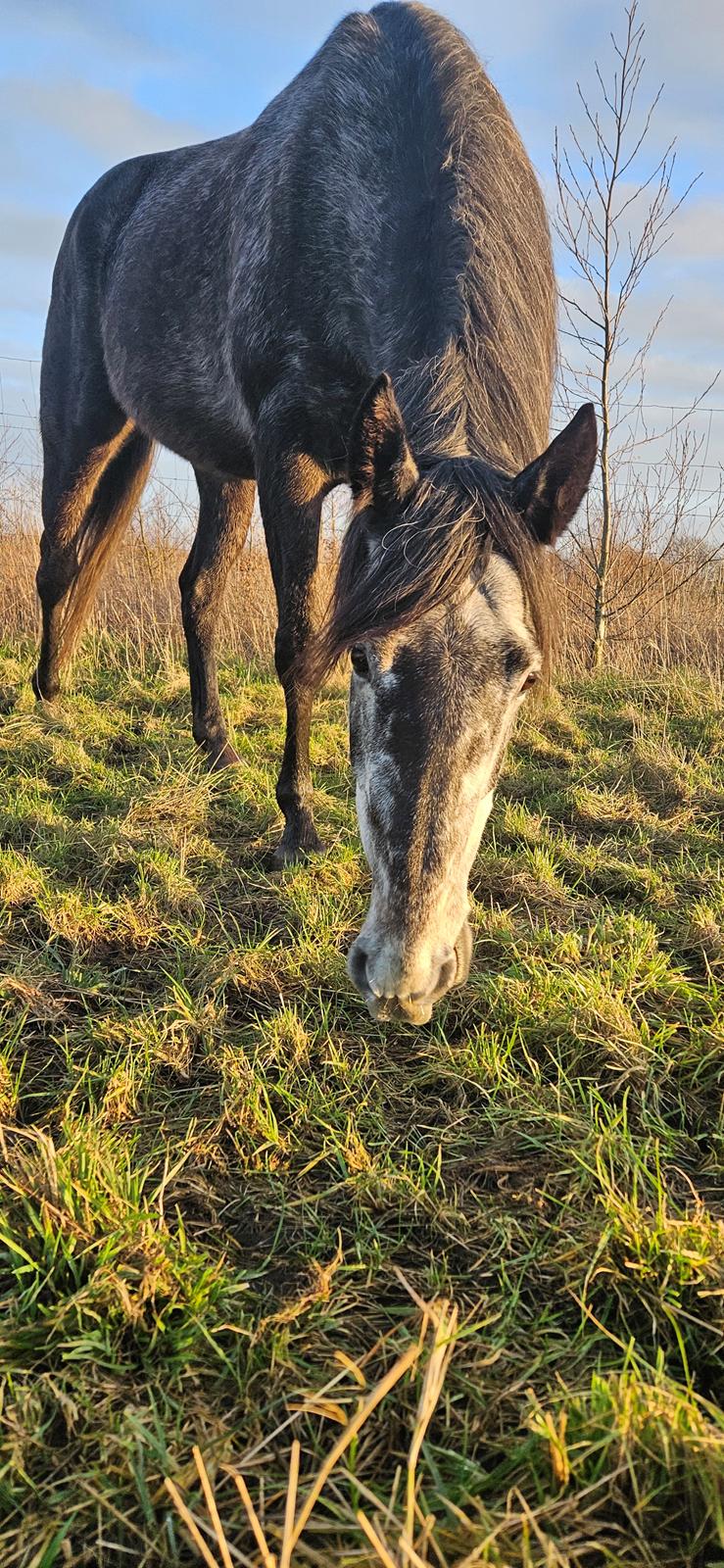 Hollandsk Varmblod Molle billede 2
