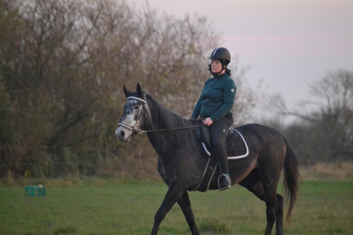 Hollandsk Varmblod Molle billede 6