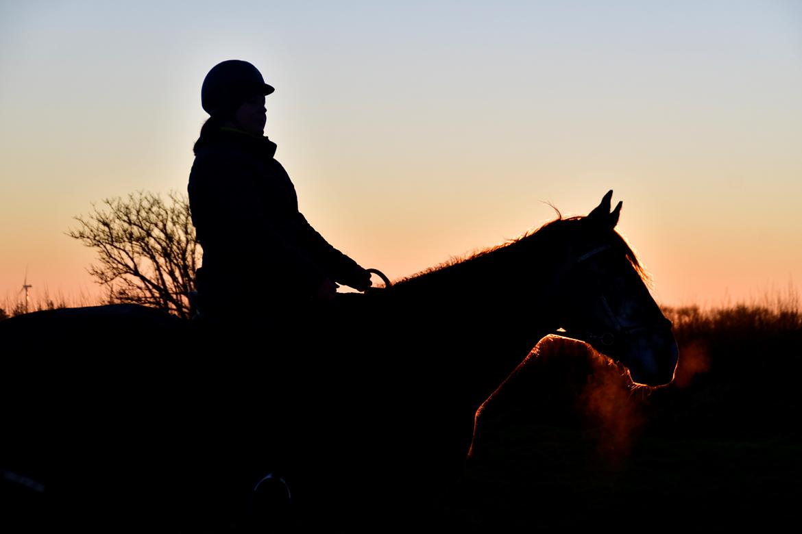 Hollandsk Varmblod Molle billede 3