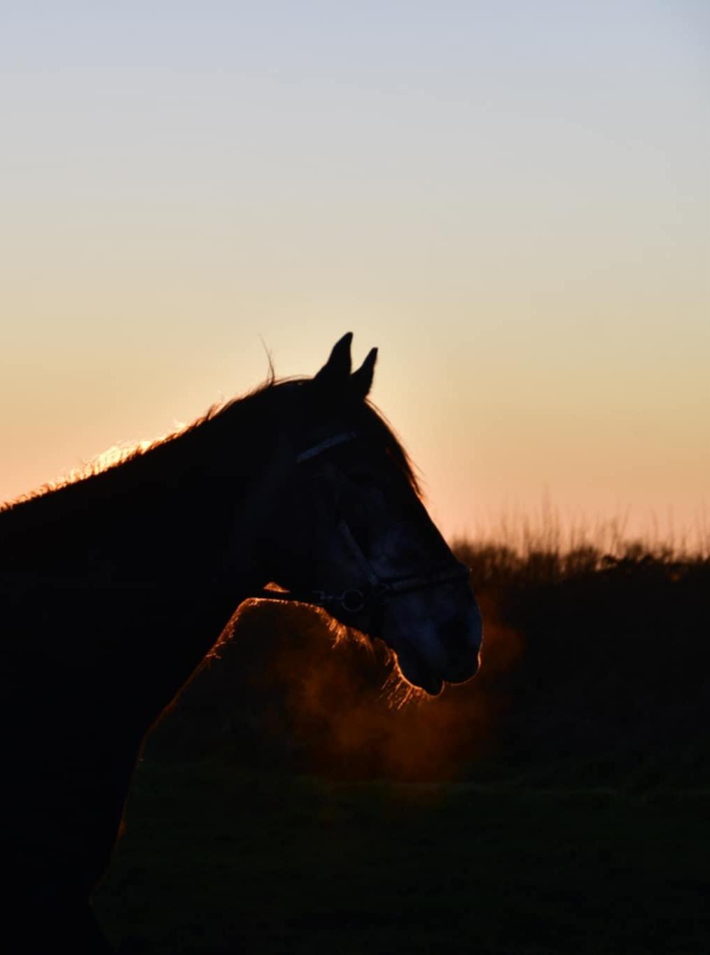 Hollandsk Varmblod Molle billede 4