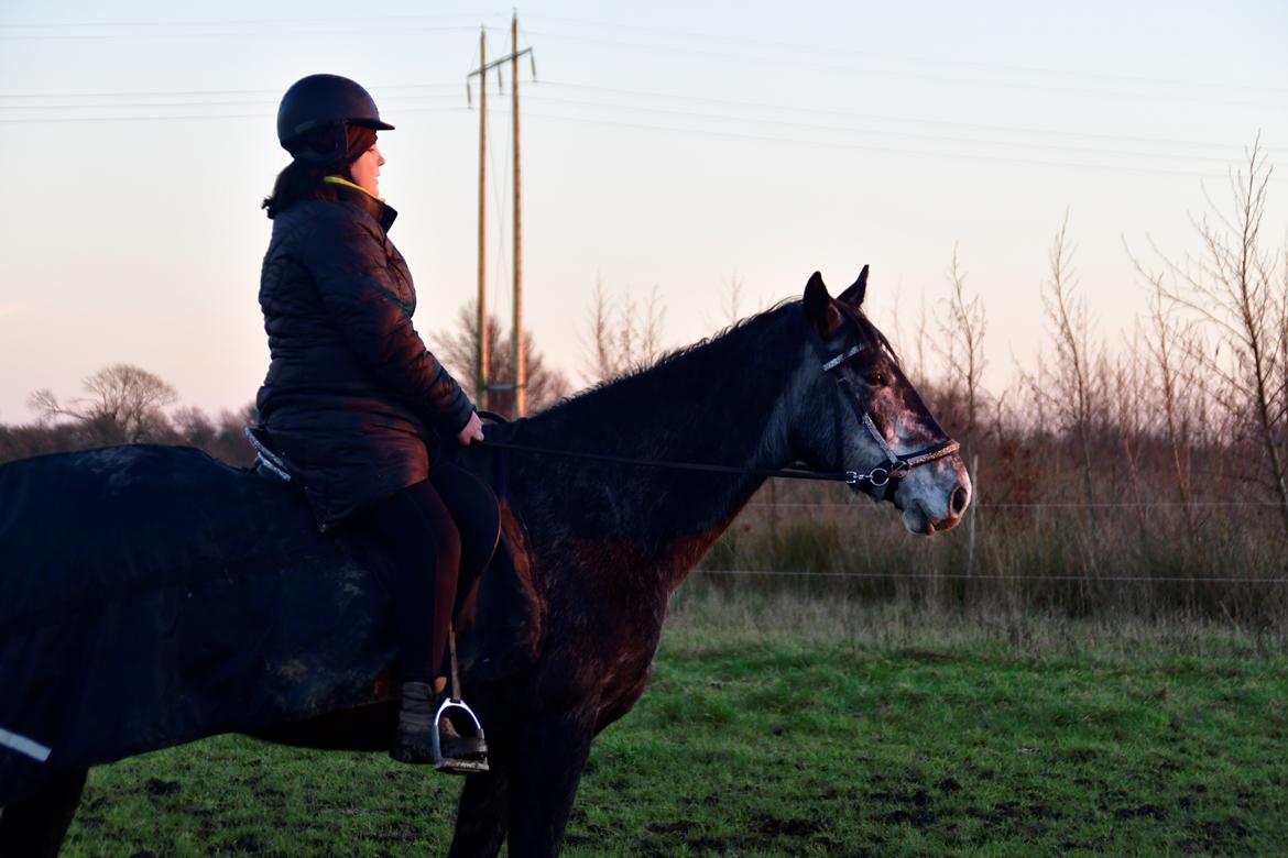 Hollandsk Varmblod Molle billede 5