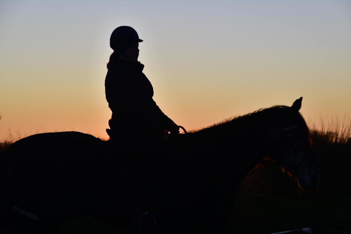 Hollandsk Varmblod Molle billede 7