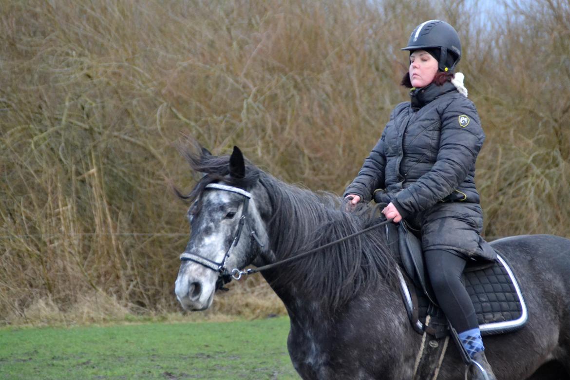 Hollandsk Varmblod Molle billede 8