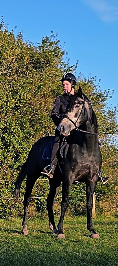 Hollandsk Varmblod Molle billede 9