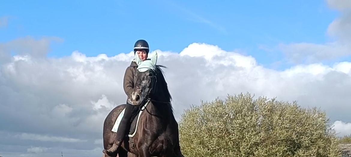 Hollandsk Varmblod Molle billede 11