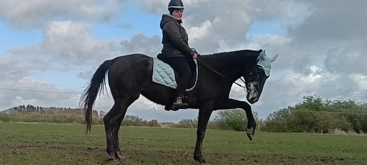 Hollandsk Varmblod Molle billede 10