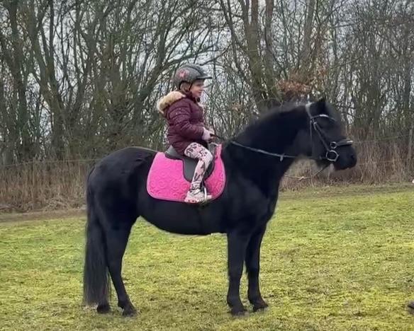 Dartmoor Fair Calypso billede 16