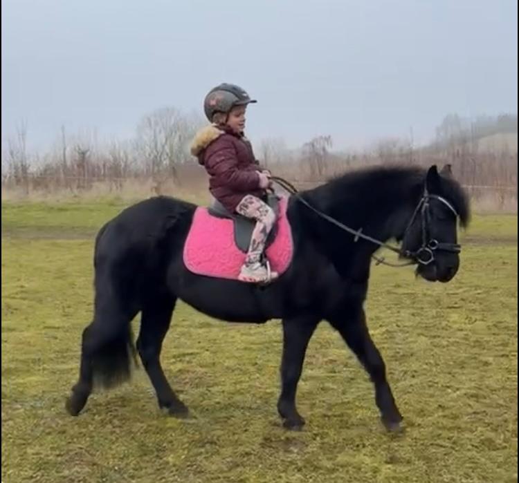 Dartmoor Fair Calypso billede 17