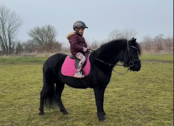 Dartmoor Fair Calypso billede 18